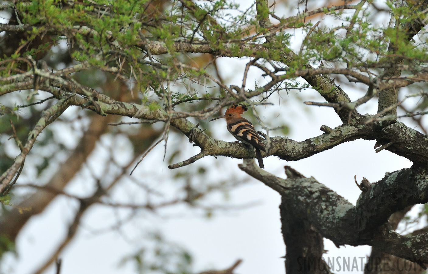 Upupa africana [550 mm, 1/400 sec at f / 6.3, ISO 2500]